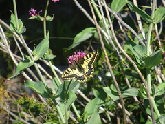 Papilio machaon