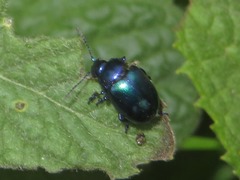 Chrysolina coerulans