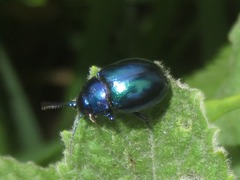Chrysolina coerulans