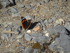 Vanessa atalanta
