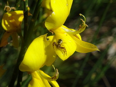 Synema globosum