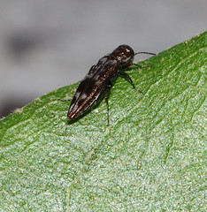 Agrilus lecontei lecontei