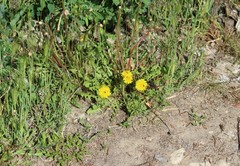 Taraxacum officinale