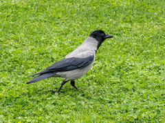Corvus cornix