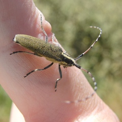 Agapanthia asphodeli