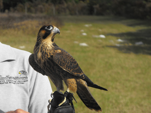 Barbary Falcon (Falco pelegrinoides) · iNaturalist