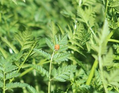 Harmonia axyridis