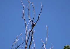 Melanerpes lewis