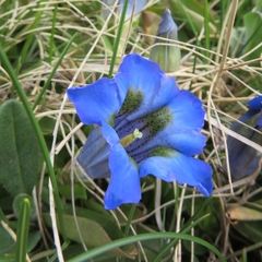 Gentiana acaulis
