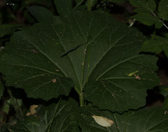 Arnoglossum reniforme