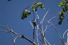 Melanerpes lewis