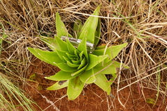 Crassula acinaciformis