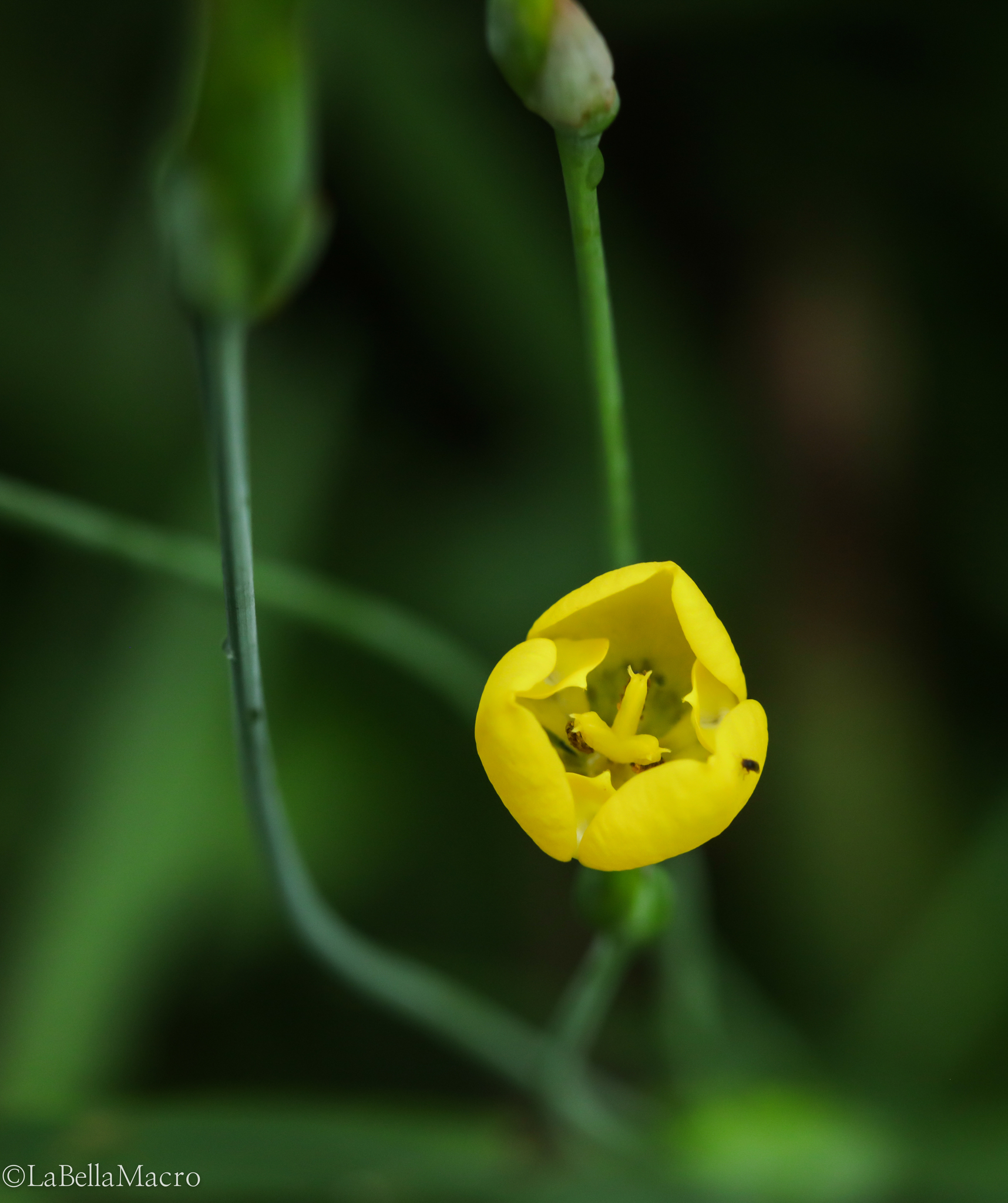 Trimezia martinicensis