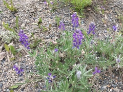 Lupinus kuschei