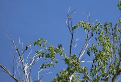 Melanerpes lewis