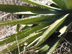 Agave difformis