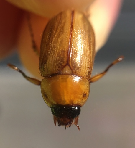 Northern Masked Chafer photo 5