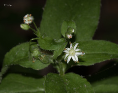 Stellaria corei