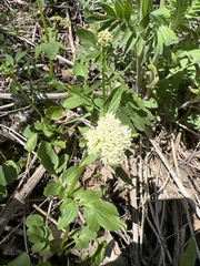 Valeriana occidentalis