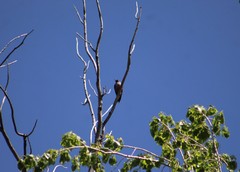Melanerpes lewis