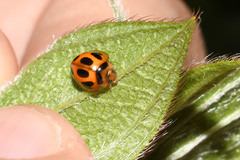 Zagreus decempunctatus