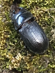 Dorcus parallelus