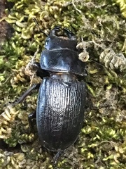 Dorcus parallelus