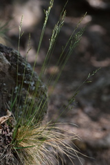 Festuca filiformis