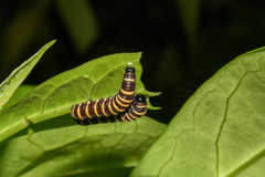 Methona confusa psamathe