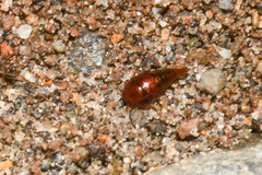 Vatesus