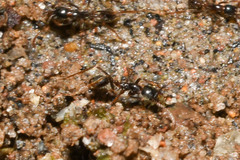 Labidus