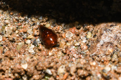Vatesus