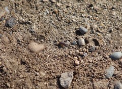 Armadillidium vulgare