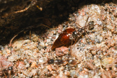 Vatesus