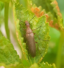 Cephaloon lepturides