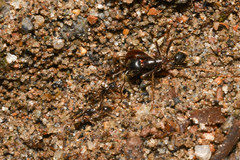 Labidus