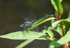 Stenogomphurus rogersi