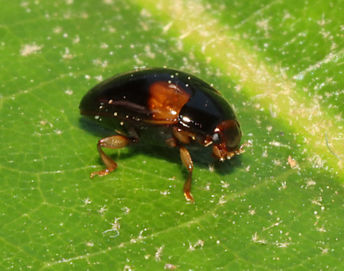 Tritoma humeralis photo 3