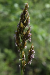 Festuca paniculata