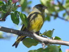 Northern European Greenfinch - Photo (c) igor_voinov, some rights reserved (CC BY-NC), uploaded by igor_voinov