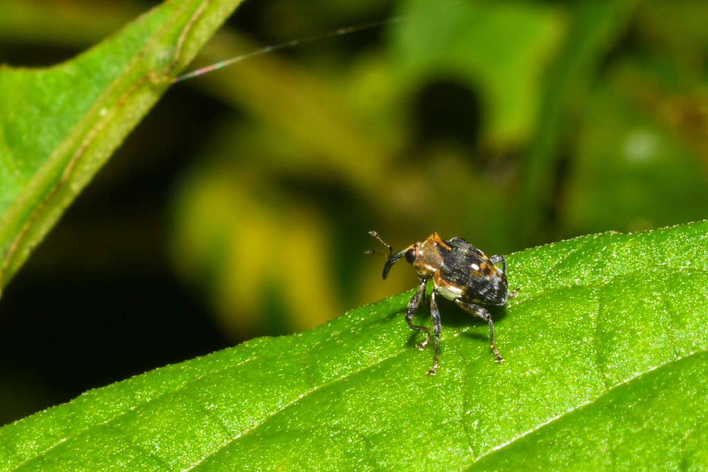Cyrionyx camelus