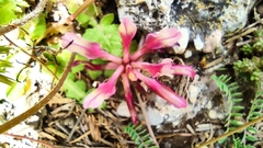 Astragalus monspessulanus monspessulanus