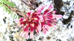Astragalus monspessulanus monspessulanus