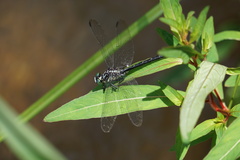 Stenogomphurus rogersi