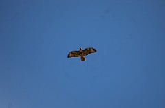 Buteo jamaicensis