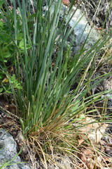 Festuca paniculata