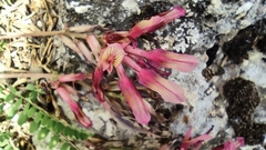 Astragalus monspessulanus monspessulanus