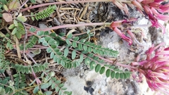 Astragalus monspessulanus monspessulanus