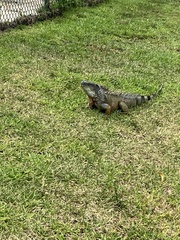 Iguana iguana
