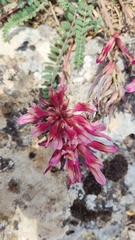 Astragalus monspessulanus monspessulanus